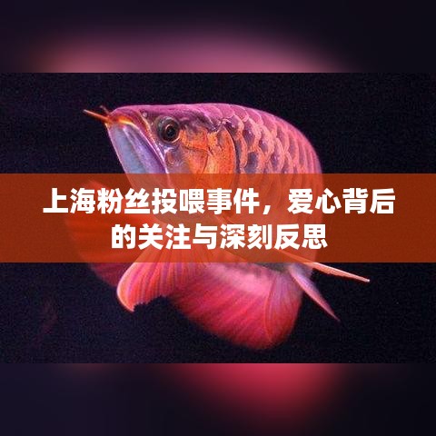 上海粉絲投喂事件，愛心背后的關注與深刻反思