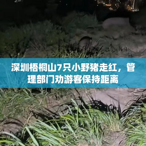 深圳梧桐山7只小野豬走紅，管理部門勸游客保持距離