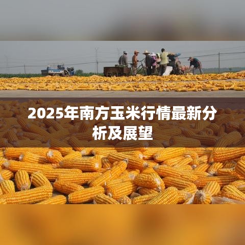 2025年南方玉米行情最新分析及展望