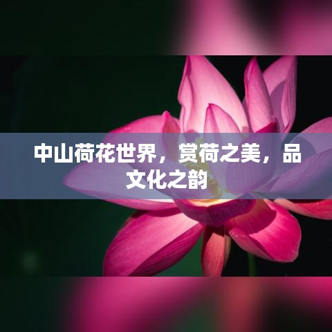 中山荷花世界，賞荷之美，品文化之韻