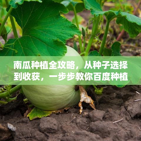 南瓜種植全攻略，從種子選擇到收獲，一步步教你百度種植技巧