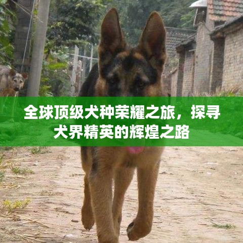 全球頂級犬種榮耀之旅，探尋犬界精英的輝煌之路