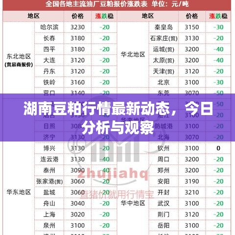 湖南豆粕行情最新動(dòng)態(tài)，今日分析與觀察