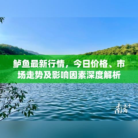 鱸魚最新行情，今日價格、市場走勢及影響因素深度解析