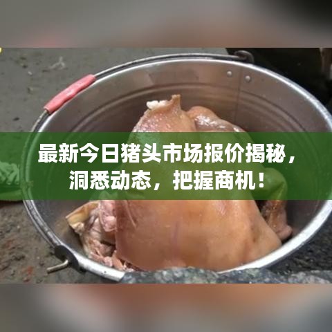 最新今日豬頭市場報價揭秘，洞悉動態(tài)，把握商機！