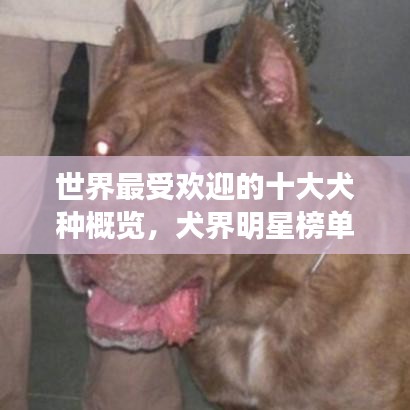 世界最受歡迎的十大犬種概覽，犬界明星榜單