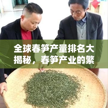 全球春筍產(chǎn)量排名大揭秘，春筍產(chǎn)業(yè)的繁榮與巨大潛力！