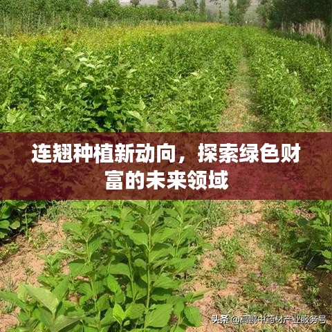 連翹種植新動(dòng)向，探索綠色財(cái)富的未來領(lǐng)域