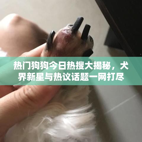 熱門狗狗今日熱搜大揭秘，犬界新星與熱議話題一網(wǎng)打盡