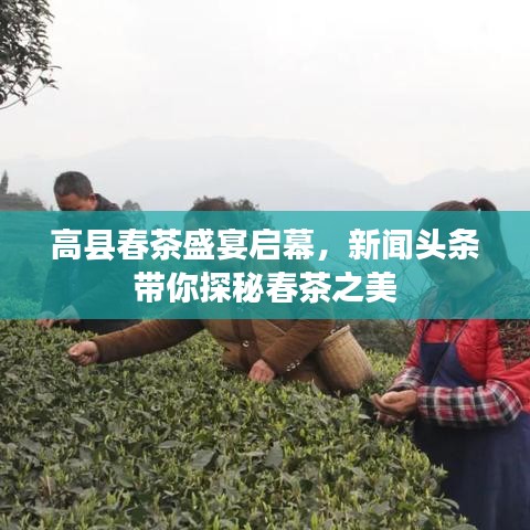 高縣春茶盛宴啟幕，新聞?lì)^條帶你探秘春茶之美