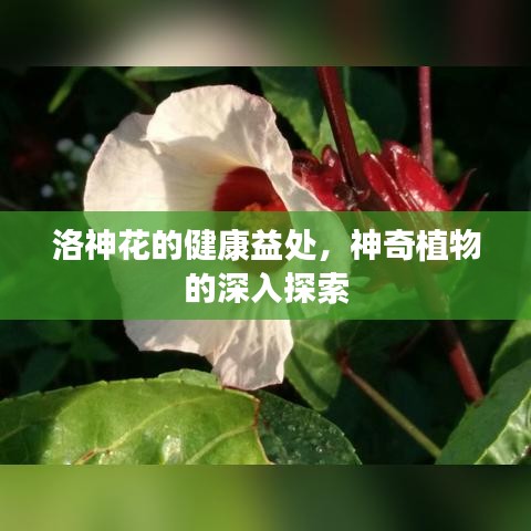 洛神花的健康益處，神奇植物的深入探索