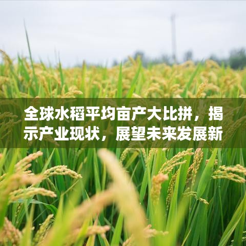 全球水稻平均畝產(chǎn)大比拼，揭示產(chǎn)業(yè)現(xiàn)狀，展望未來發(fā)展新趨勢