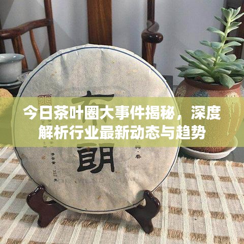 今日茶葉圈大事件揭秘，深度解析行業(yè)最新動態(tài)與趨勢