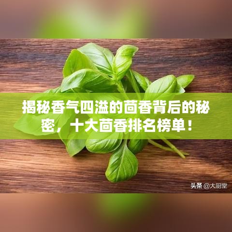 揭秘香氣四溢的茴香背后的秘密，十大茴香排名榜單！