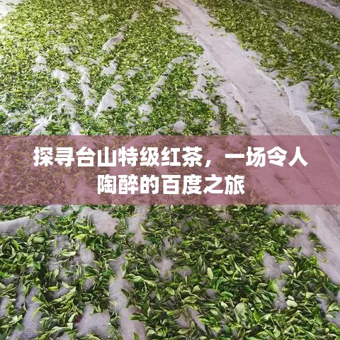 探尋臺(tái)山特級(jí)紅茶，一場令人陶醉的百度之旅