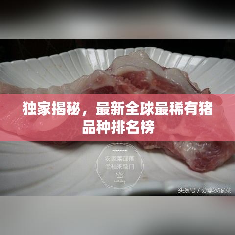 獨(dú)家揭秘，最新全球最稀有豬品種排名榜