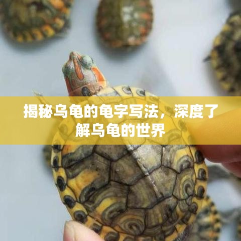 揭秘烏龜?shù)凝斪謱懛?，深度了解烏龜?shù)氖澜? class=