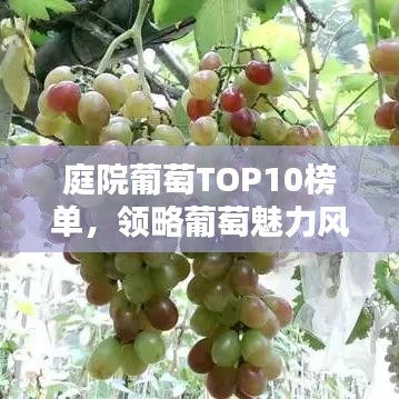 庭院葡萄TOP10榜單，領略葡萄魅力風采