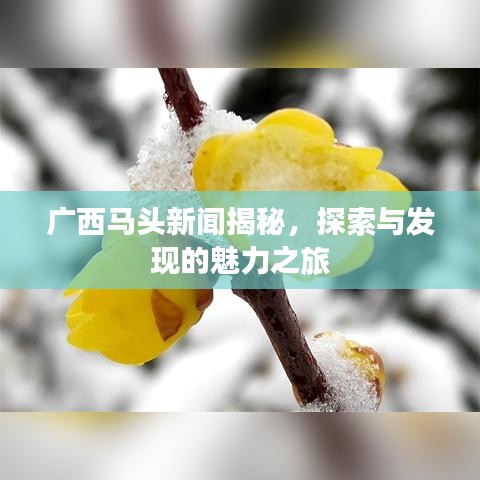 廣西馬頭新聞揭秘，探索與發(fā)現(xiàn)的魅力之旅