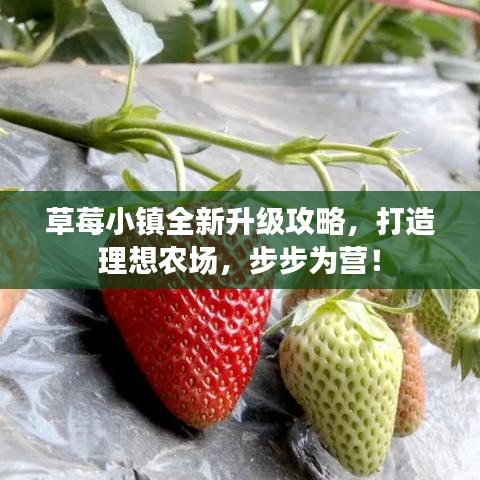 草莓小鎮(zhèn)全新升級攻略，打造理想農(nóng)場，步步為營！